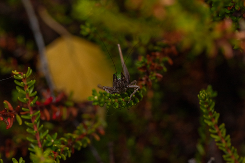 Bog Bush-cricket