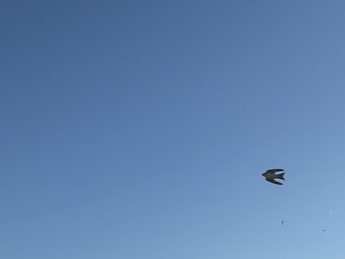 Western House Martin