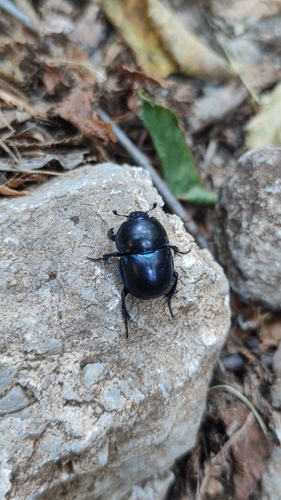 Springtime Dung Beetle