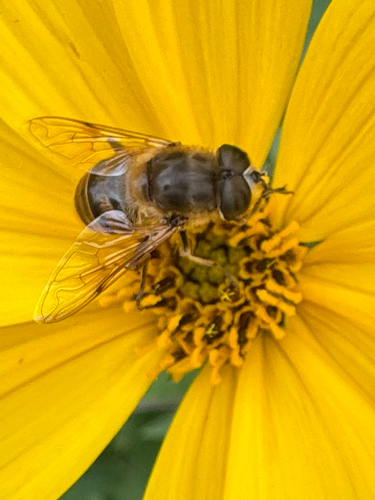Common Drone Fly