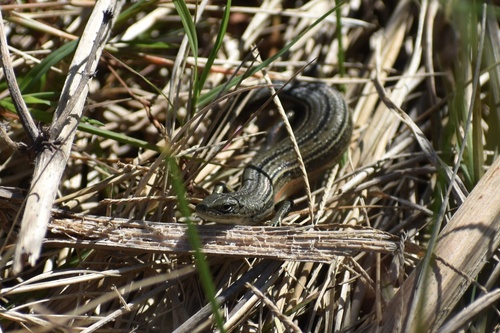 Pseudemoia pagenstecheri, 2026-09-16