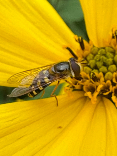 Black-tailed Aphideater