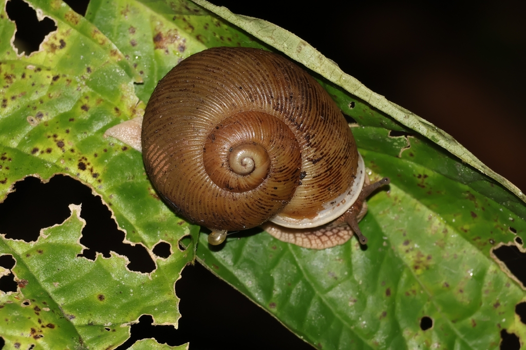 Zachrysia bayamensis