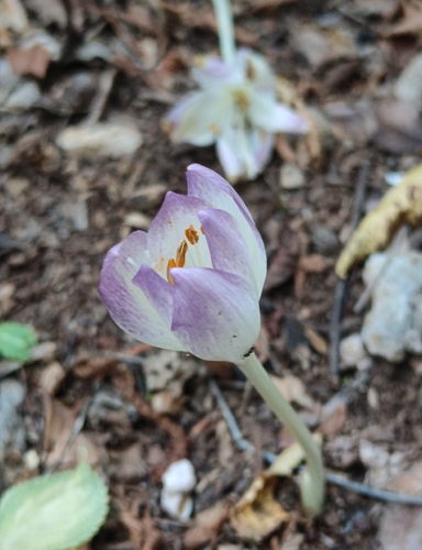 Colchicum haynaldii