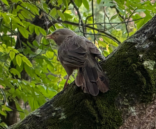 Yellow-billed Babbler