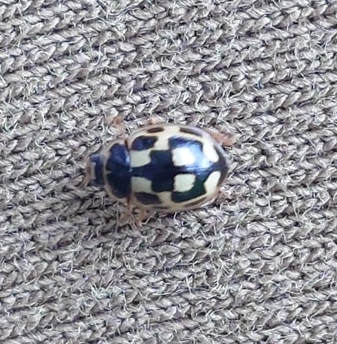 Fourteen-spotted Lady Beetle