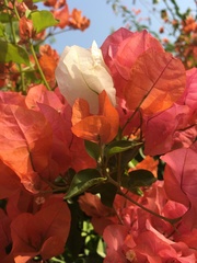 Bougainvillea