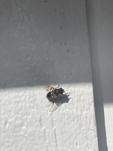 Common Drone Fly