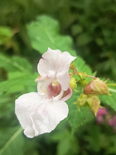 Himalayan balsam