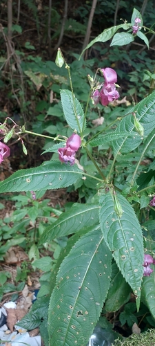 Himalayan balsam