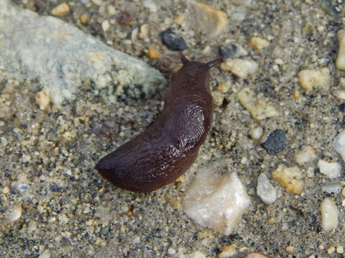 Meadow Slug, Сысертский р-н, Свердловская обл., Россия, photo 10 of 10