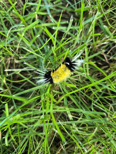 Spotted Tussock Moth