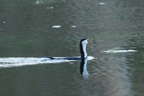 Little Pied Cormorant