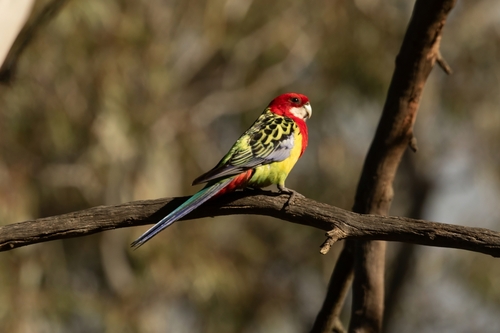Eastern Rosella