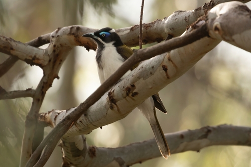 Blue-faced Honeyeater