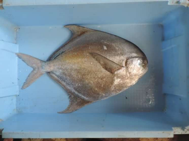Pampus punctatissimus
