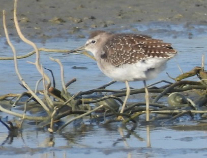Wood Sandpiper