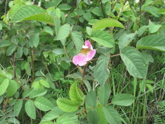 Rosa marginata