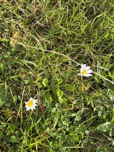 Lawn daisy