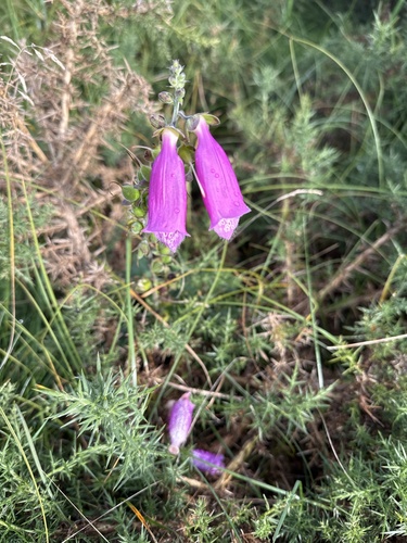 purple foxglove
