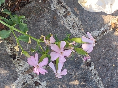common soapwort