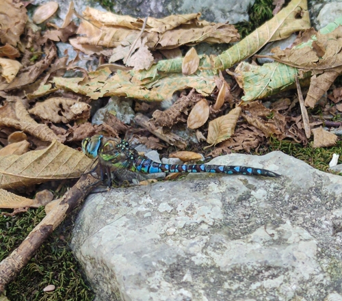 Migrant Hawker