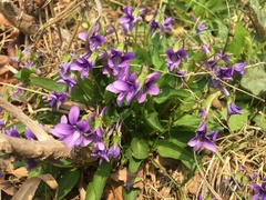 Viola philippica