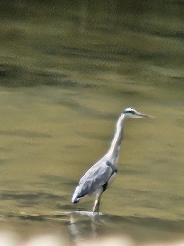 Grey Heron