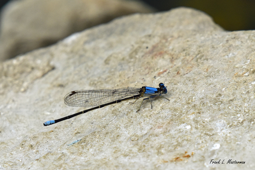 Blue-fronted Dancer