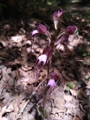 Himantoglossum comperianum