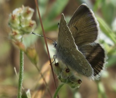 Icaricia icarioides missionensis