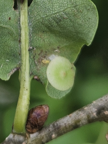 Smooth Spangle Gall Wasp