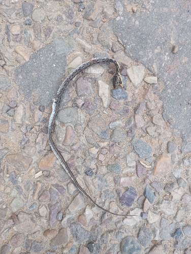 Buff Striped Keelback