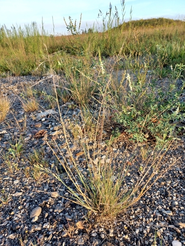 Puccinellia distans