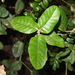 Notholithocarpus densiflorus densiflorus - Photo (c) J. Maughn, alguns direitos reservados (CC BY-NC), uploaded by J. Maughn