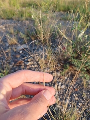 Puccinellia distans, photograph (c) Quinten Wiegersma, some rights reserved (CC BY)