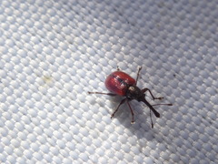 Tatianaerhynchites aequatus