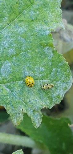 22-spot Ladybird