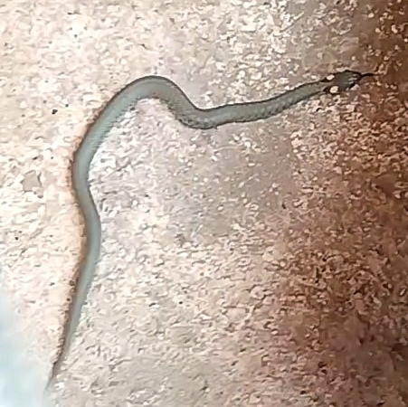 grass snake