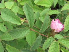Rosa marginata