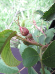 Rosa marginata