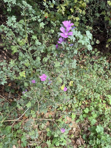 Common Mallow