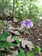 Lathyrus laxiflorus
