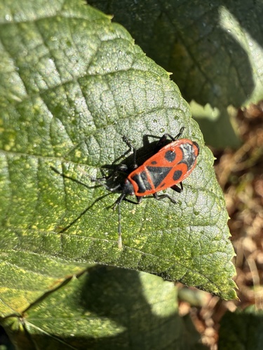 European Firebug