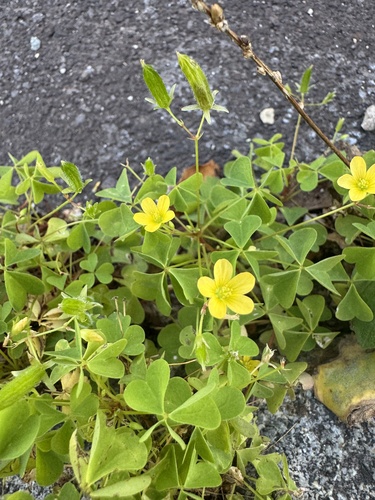 upright yellow woodsorrel