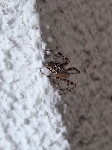 Cross Orbweaver