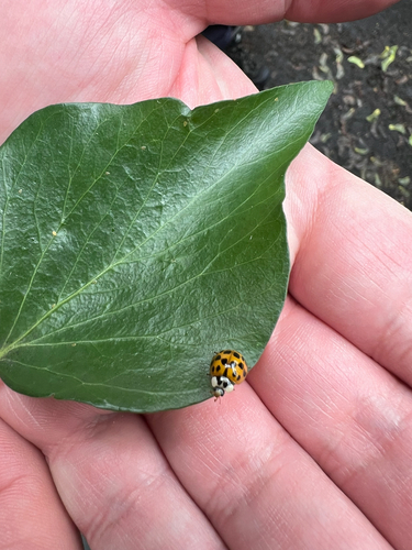 Asian Lady Beetle