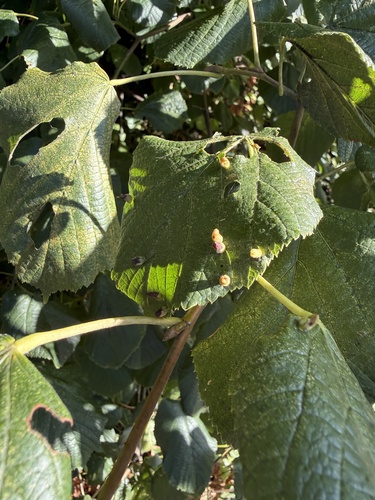 Red Nail Gall Mite