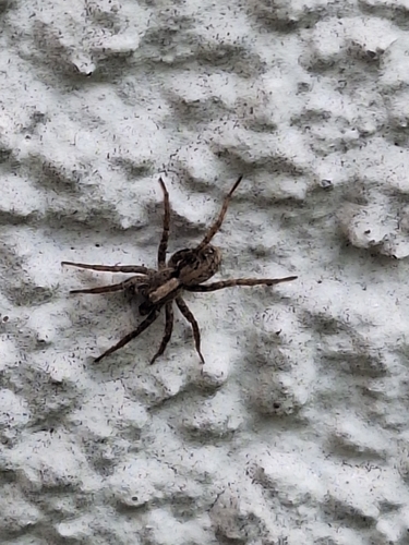 Xerolycosa miniata