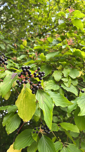 common dogwood